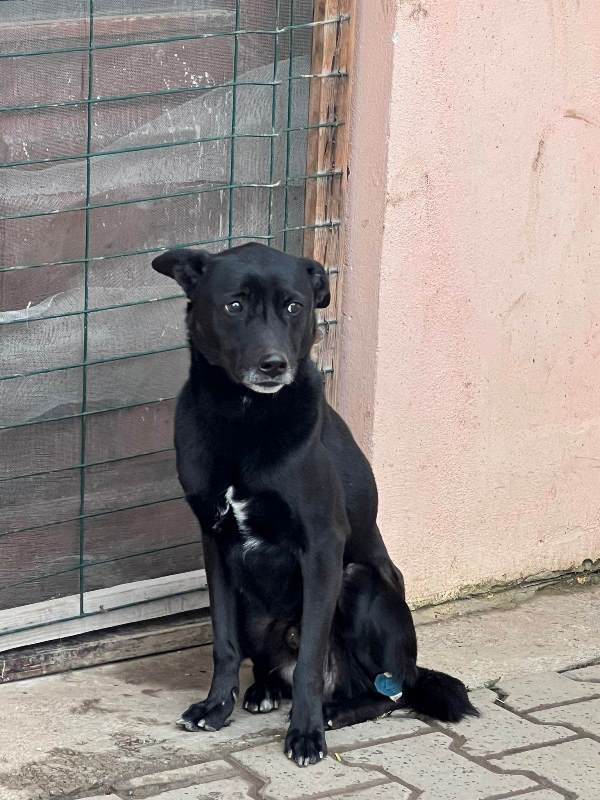 LORD – Mâle croisé de taille moyenne - Né en 2017 – Refuge de GABRIELA. Adopté via une autre asso Lordav10