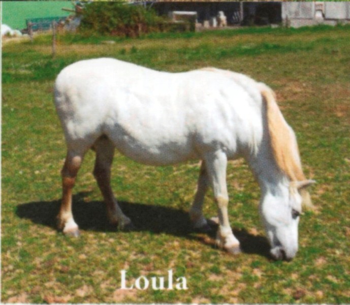 LOULA - OI Poney née en 1999 - accueillie chez Pech-Petit en septembre 2017 Loula10