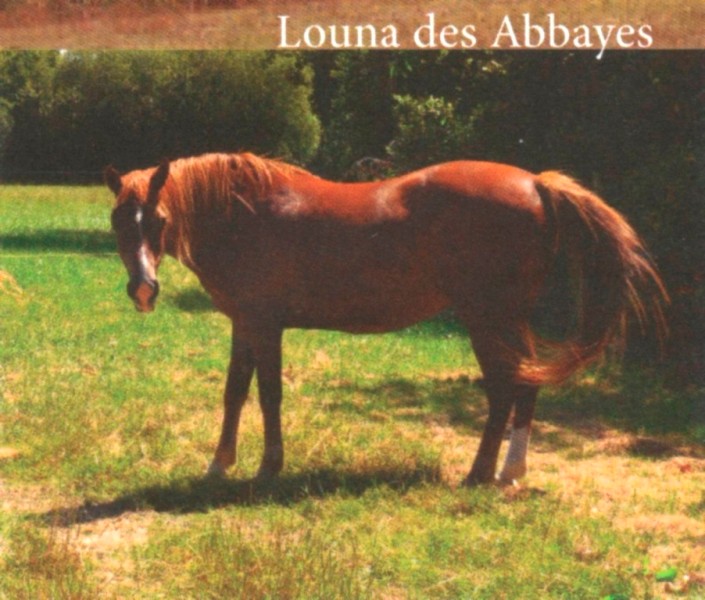 LOUNA - Pottok née en 1999 - accueillie chez Pech-Petit en septembre 2017 Louna10