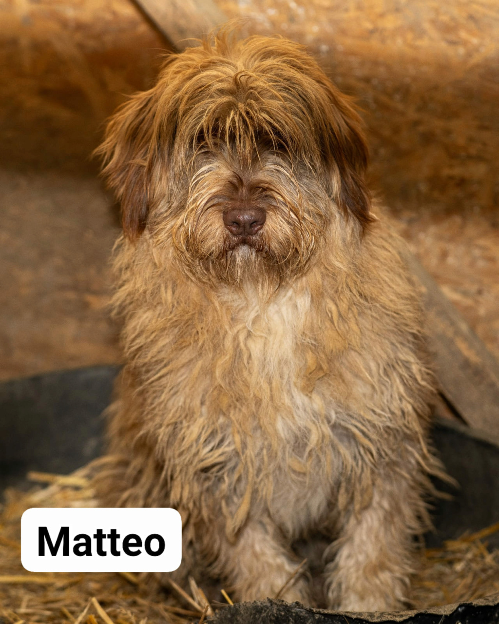 MATTEO – Mâle croisé de taille moyenne – Né en février 2022 environ – Refuge de GABRIELA - Page 2 Matteo20