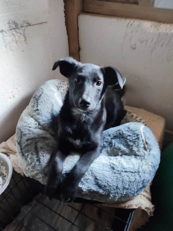 MICKEY – chiot mâle croisé de petite taille - Né en juin 2022 environ – Refuge de GABRIELA - Adopté en Roumanie Mickey15