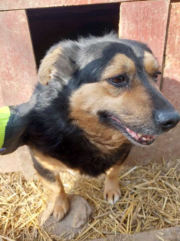 MOCCA - Femelle croisée de taille petite à moyenne (15 kg) - Née en 2016 environ - En pension chez CRISTINA - Prise en charge par la SPA de Sarrebourg (Refuge des Malgré Eux) Mocca-22