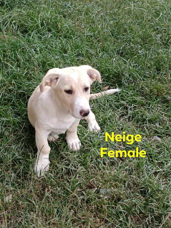 NEIGE – Chiot femelle croisée taille adulte non évaluée - Née en janvier/février 2023 environ – Refuge de GABRIELA - Prise en charge par une autre association (en FA en Allemagne) Neige12