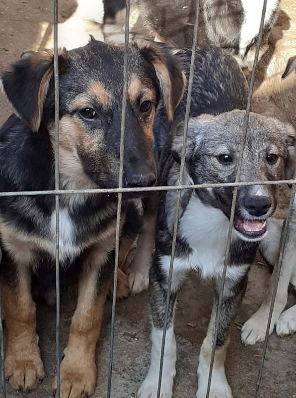 OSCAR - Chiot mâle croisé de taille moyenne à l'âge adulte - Né en novembre 2021 environ - Refuge de MAYA Oscarj13