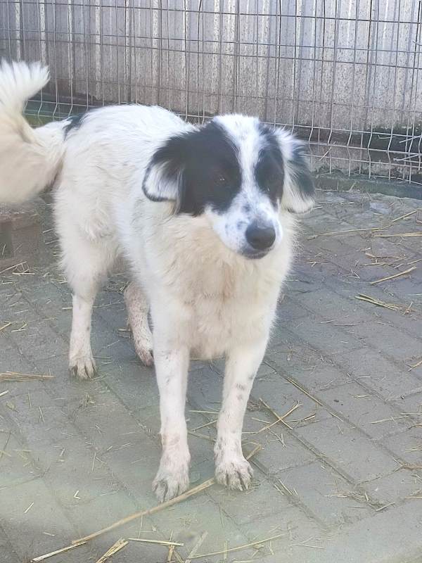 THEMIS (ex PYPER) - Femelle type border collie de taille moyenne - Née en avril 2022 environ – Refuge de GABRIELA - Adoptée par Catherine A (dept 91) Pyper_21