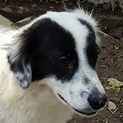 THEMIS (ex PYPER) - Femelle type border collie de taille moyenne - Née en avril 2022 environ – Refuge de GABRIELA - Adoptée par Catherine A (dept 91) Pyperp10