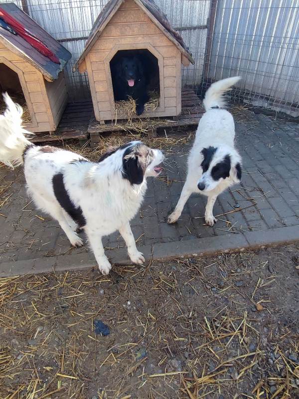 SCOUT - Mâle type border collie de taille moyenne - Né en avril 2022 environ – Refuge de GABRIELA Pypers14