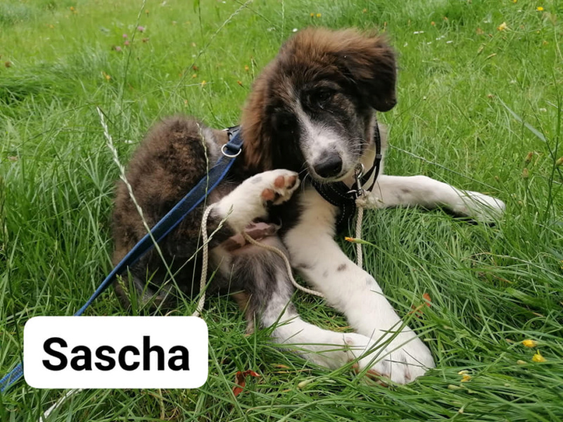 SASCHA – Chiot mâle - taille moyenne à grande à l’âge adulte - Né en avril/mai 2023 environ – Refuge de GABRIELA - adopté en Allemagne Sasha-10