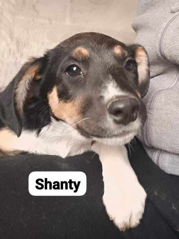 SHANTY – Chiot femelle croisée taille adulte non évaluée - née en août 2023 environ - Refuge de GABRIELA Shanty14
