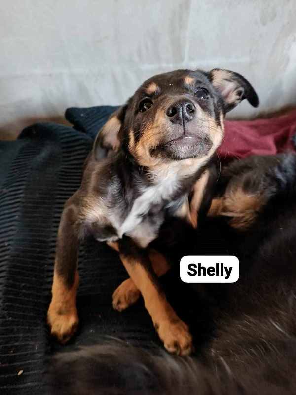 SHELLY – Chiot femelle croisée taille adulte non évaluée - née en août 2023 environ - Refuge de GABRIELA Shelly12