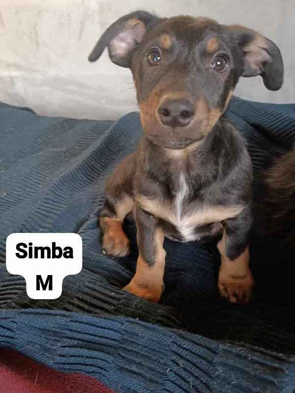SIMBA – Chiot mâle croisé taille adulte non évaluée - né en août 2023 environ - Refuge de GABRIELA  Simba-13