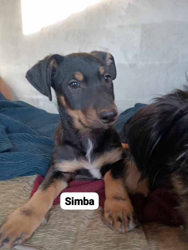 SIMBA – Chiot mâle croisé taille adulte non évaluée - né en août 2023 environ - Refuge de GABRIELA  Simba-18