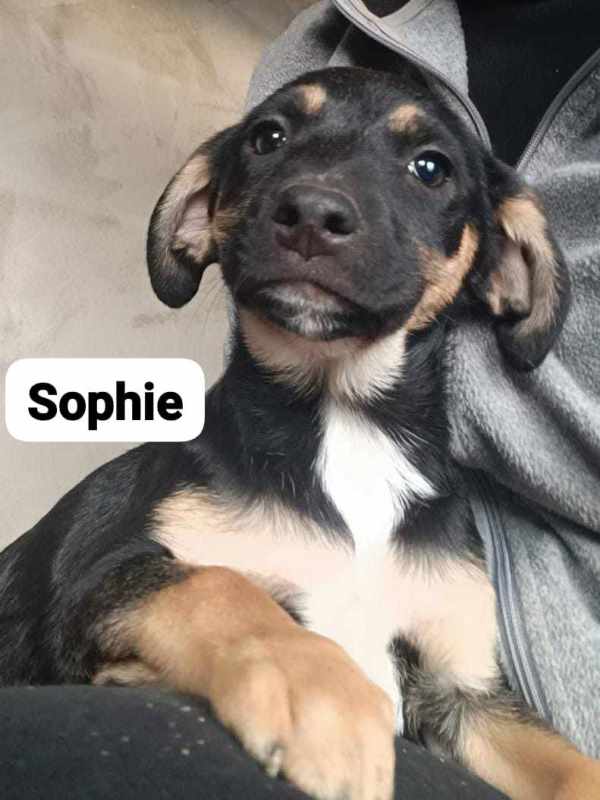 sophie - SOPHIE – Chiot femelle croisée taille adulte non évaluée - née en août 2023 environ - Refuge de GABRIELA Sophie16