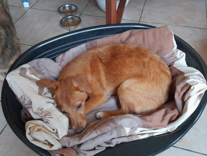 TALIA – Chiot femelle croisée de petite taille à l’âge adulte - Née en juin 2022 environ – Refuge de GABRIELA - En FA chez Patricia (dept 78) - Adoptée par Livia R (dept 94) Talia-14