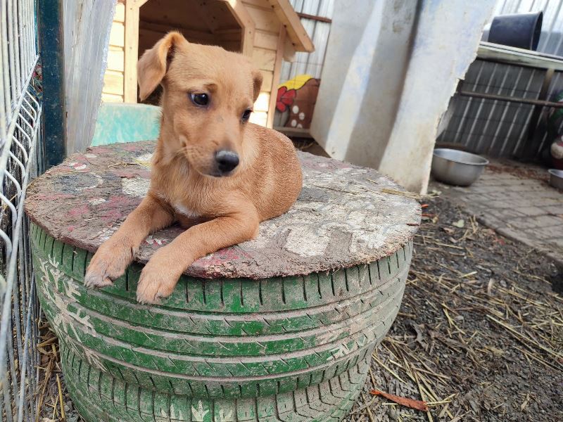 TALIA – Chiot femelle croisée de petite taille à l’âge adulte - Née en juin 2022 environ – Refuge de GABRIELA - En FA chez Patricia (dept 78) - Adoptée par Livia R (dept 94) Talia_13