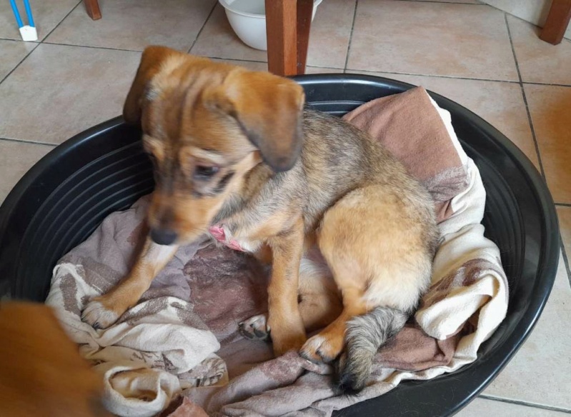 TESSY – Chiot femelle croisée de petite taille à l’âge adulte - Née en juin 2022 environ – Refuge de GABRIELA - En FA chez Patricia (dept 78) . Réservée adoption par Sandrine G. (depart95) Tessy_17