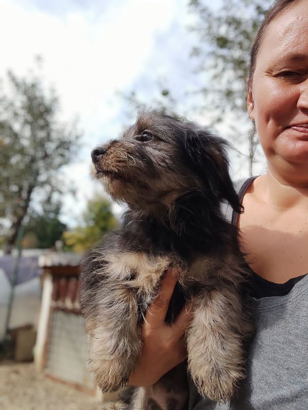 TWISTER – Chiot mâle croisé de petite taille à l’âge adulte - Né en juin 2022 environ – Refuge de GABRIELA Twiste22