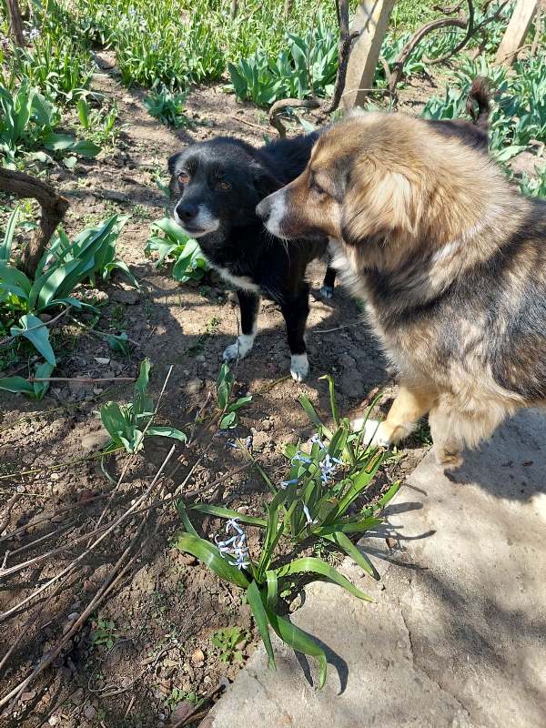 ZOHÉ – Femelle croisée de petite taille (8 kg) - Née en 2012 environ – Refuge de CRISTINA - Prise en charge par une autre asso Zohzo_15