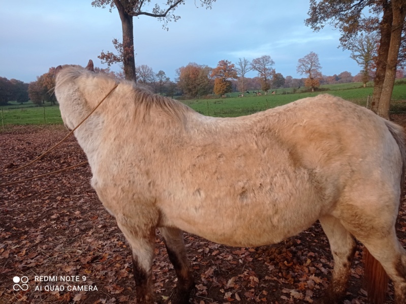 ISARA dite INAYA - poney née en 1996 - adoptée en novembre 2015 par céline Isara_17