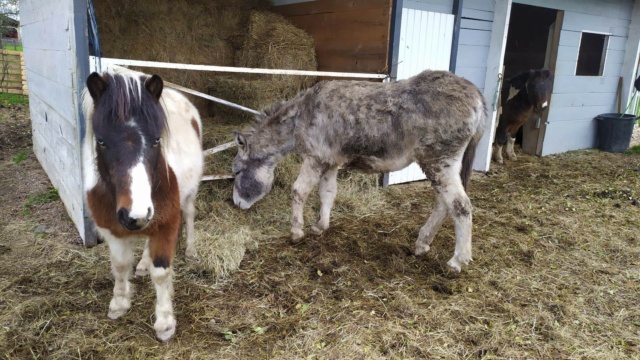 ROMEO – Ane né en 2009 - Adopté en septembre 2016 par Philippe Receiv78