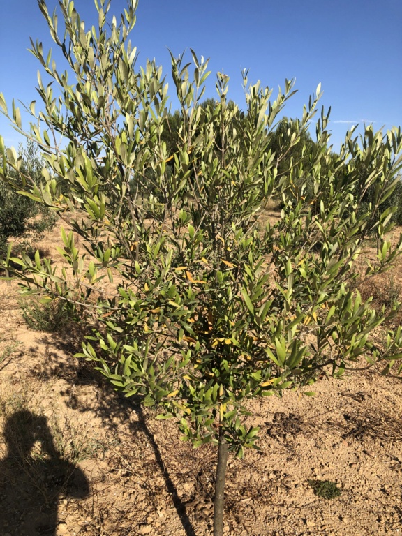 Olivos estancados con hoja amarilla (Valencia) Img_2611