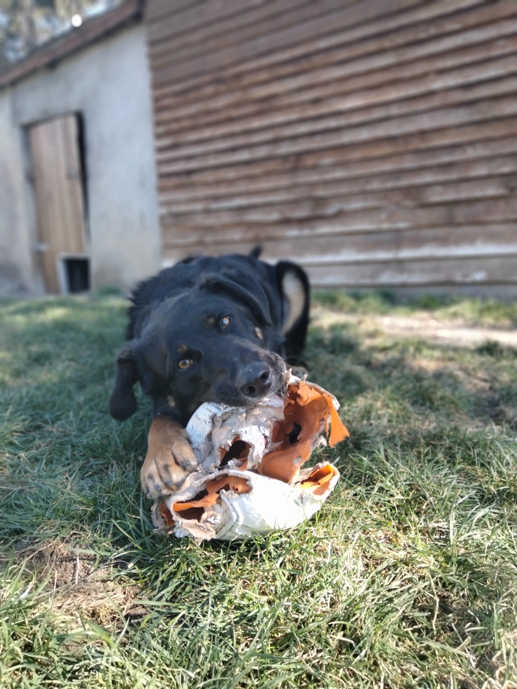 Marley  (mâle croise beauceron) - Page 2 Img20102