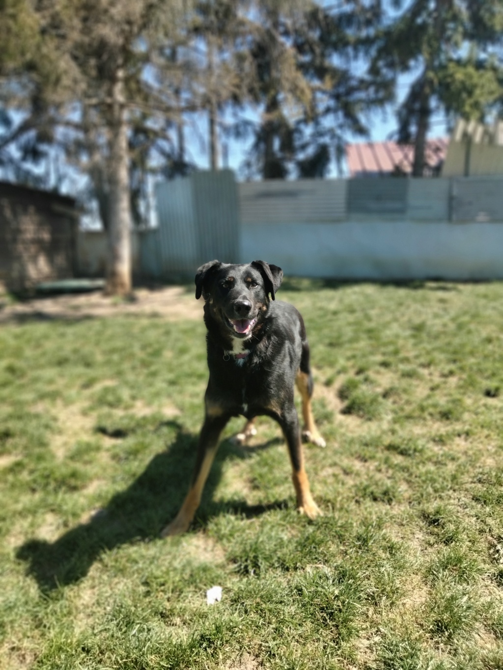 Marley  (mâle croise beauceron) - Page 3 Img20104