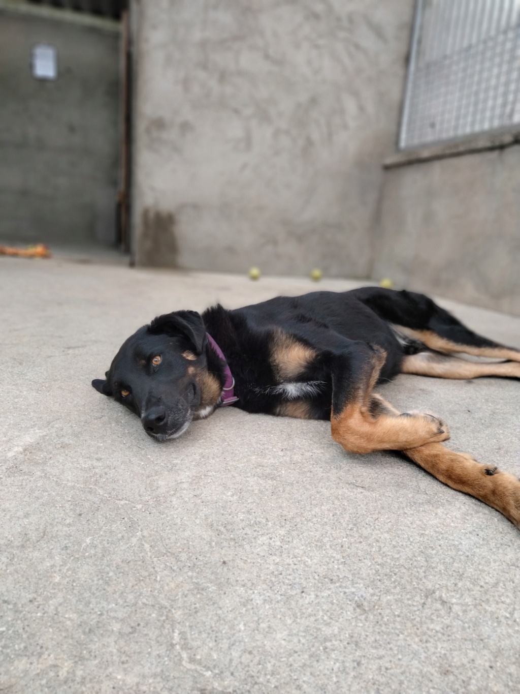 Marley  (mâle croise beauceron) - Page 3 Img20126