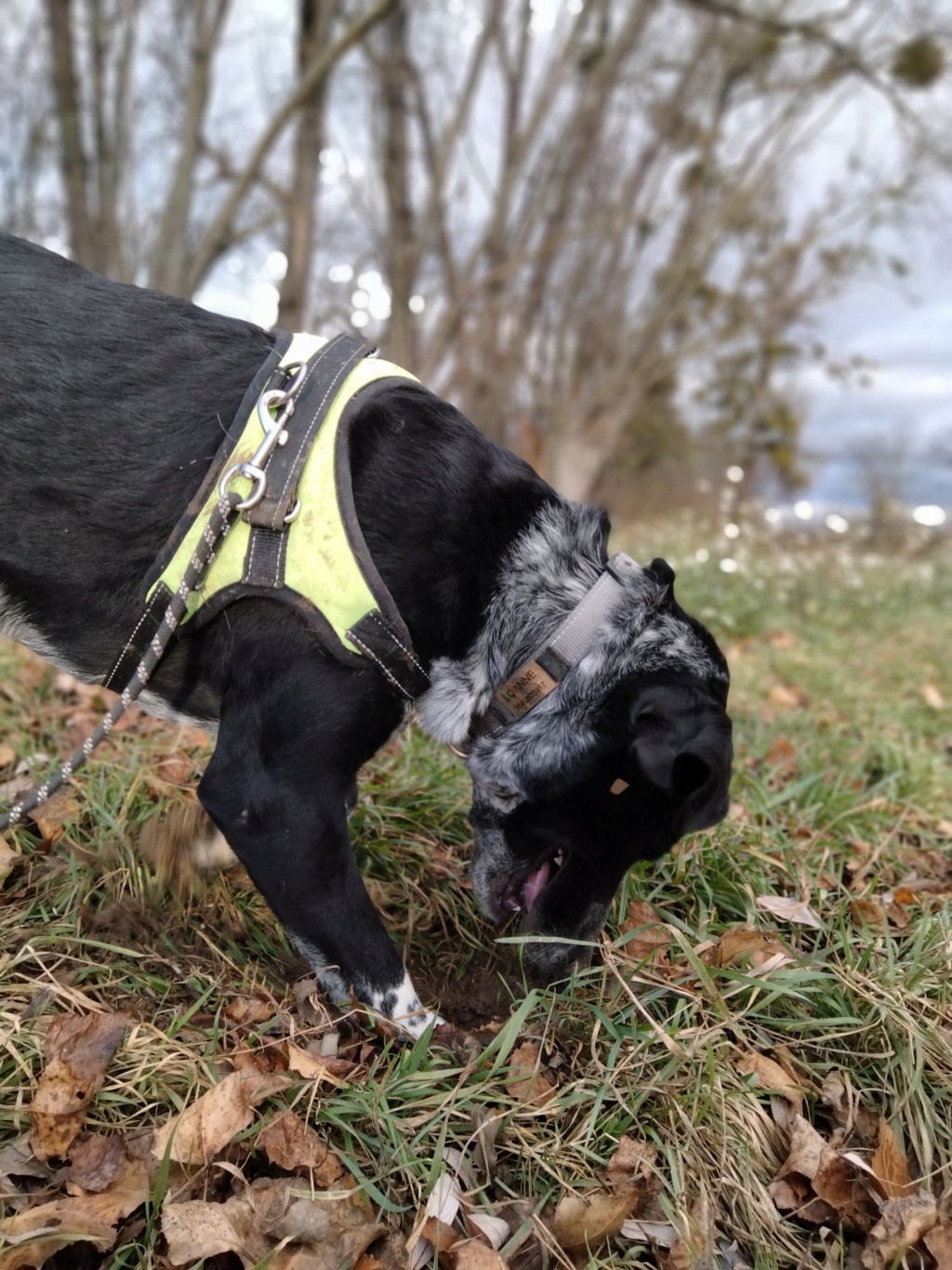 Loanne (femelle croisée springer) Img20238