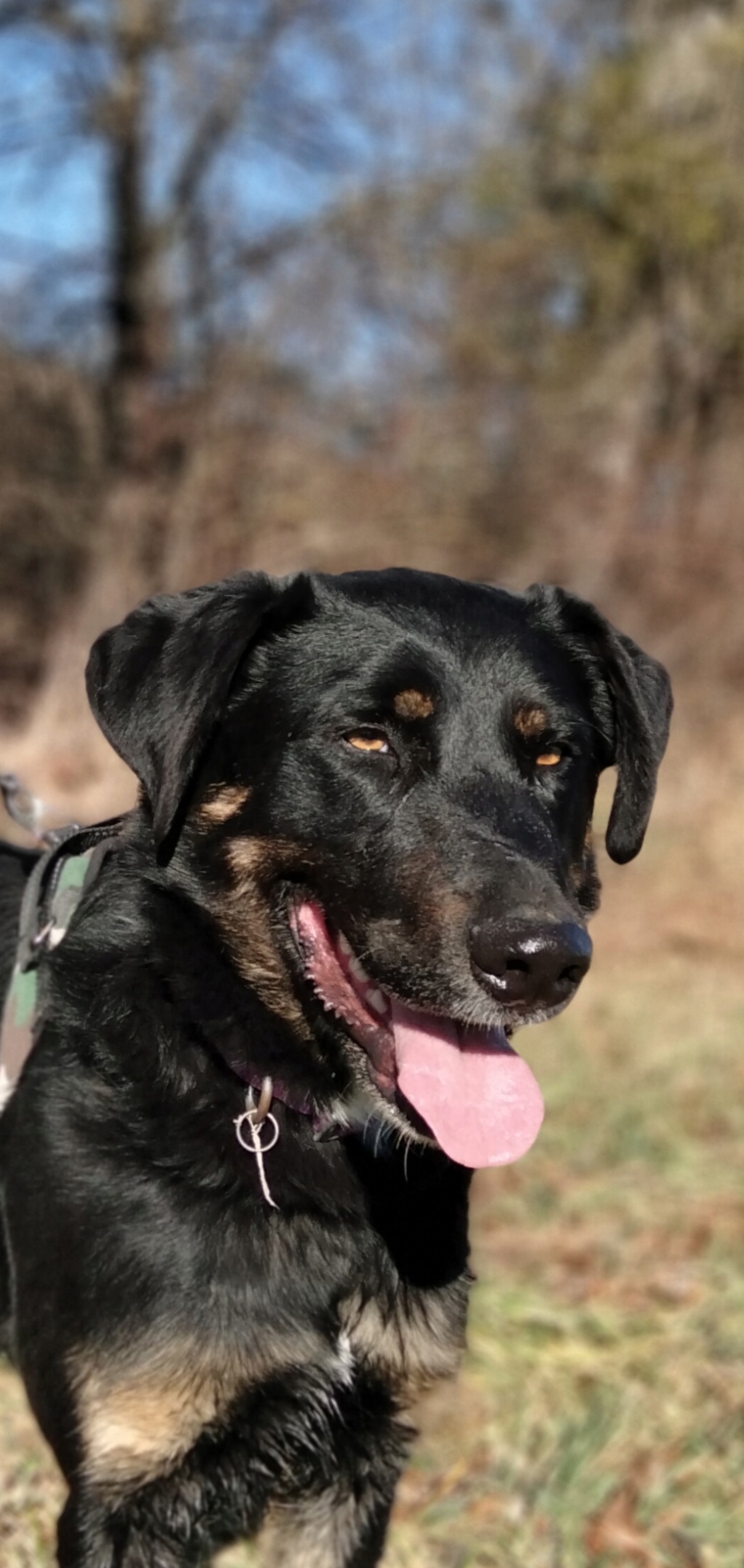 Marley  (mâle croise beauceron) - Page 2 Img_2016