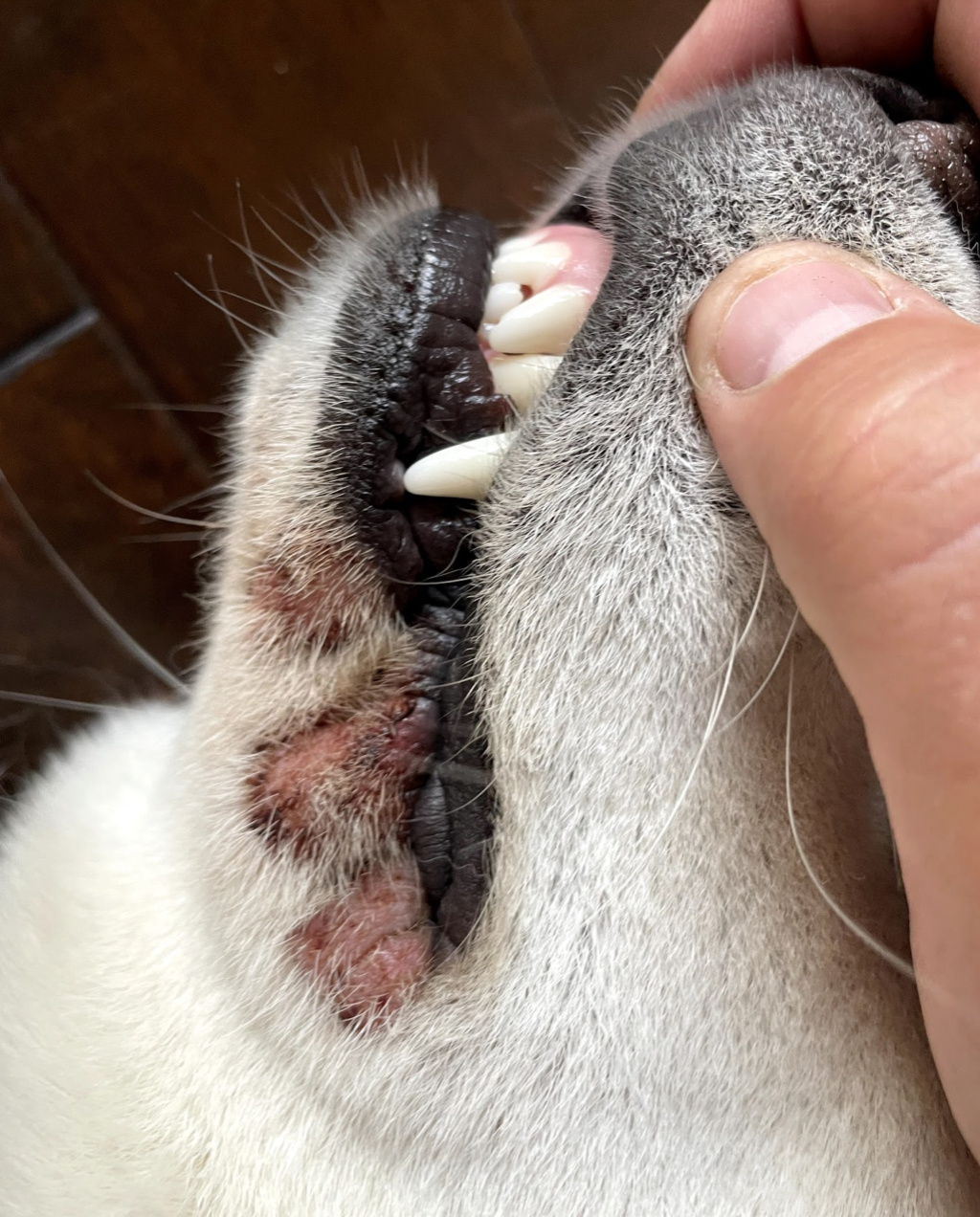 2 year old Husky has mouth sores and patch on leg Screen10