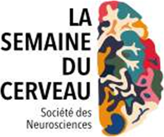 Comment le cerveau humain est-il devenu aussi gros ? 04110