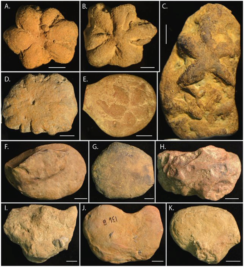 Les fossiles qui ont déconcerté les scientifiques « n’appartiennent à aucun organisme vivant » 1-----52