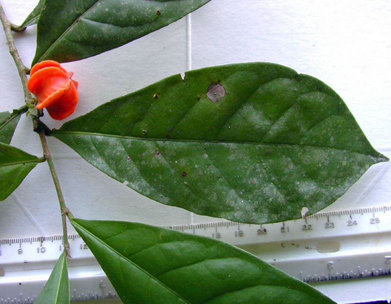 نبتة نادرة في غابات الأمازون حيرت العلماء على مدى 50 سنة 1----122