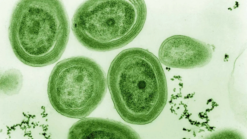 At the origins of life: photosynthetic bacteria 1.75 billion years old have been discovered 1----179