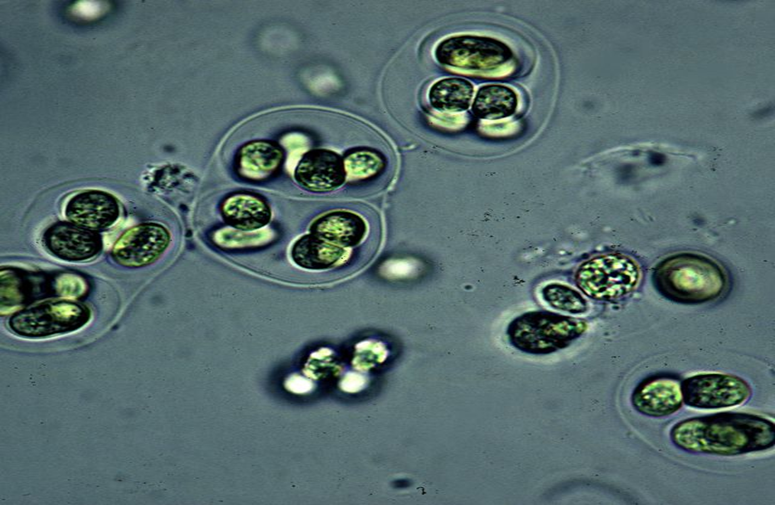 Aux origines de la vie : des bactéries photosynthétiques vieilles de 1,75 milliard d'années ont été découvertes 1----182