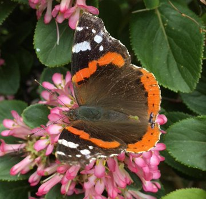  عشاق الطبيعة في المملكة المتحدة مدعوون إلى عد الفراشات 1---63