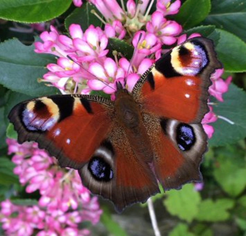  عشاق الطبيعة في المملكة المتحدة مدعوون إلى عد الفراشات 1--51