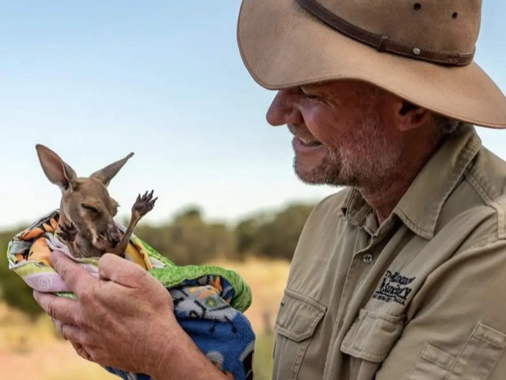 أستراليا تشهد عودة حيوانات الكنغر الصغيرة 1-543