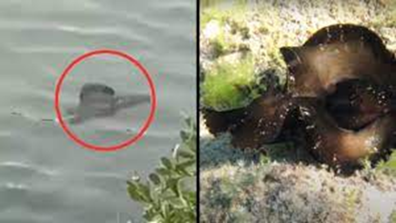 Strange creature baffles marine experts 1-576