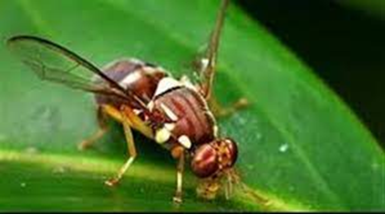 Des chercheurs développent un type de mouche qui se reproduit par parthénogenèse, sans avoir besoin de mâles 1-708