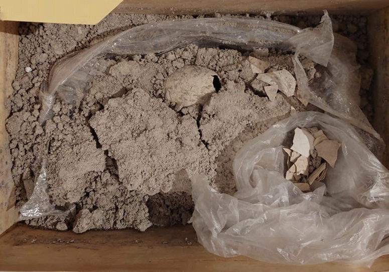 Il a 12 000 ans. Un œuf fossile de flamant rose de l'ère glaciaire a été découvert au Mexique. 1-717