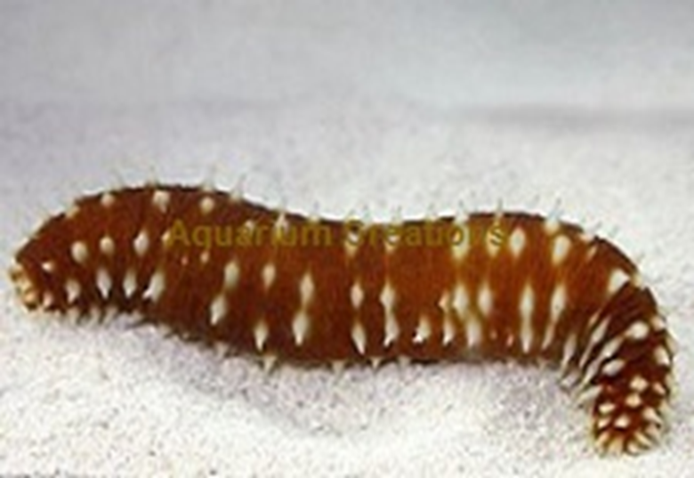 Le concombre de mer, l'organisme responsable de la propreté de l'eau de mer. 1-951