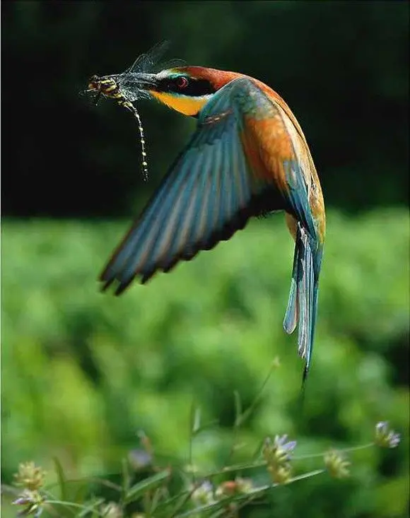 Les 20 oiseaux les plus beaux et les plus étranges du monde - Partie 1 1151