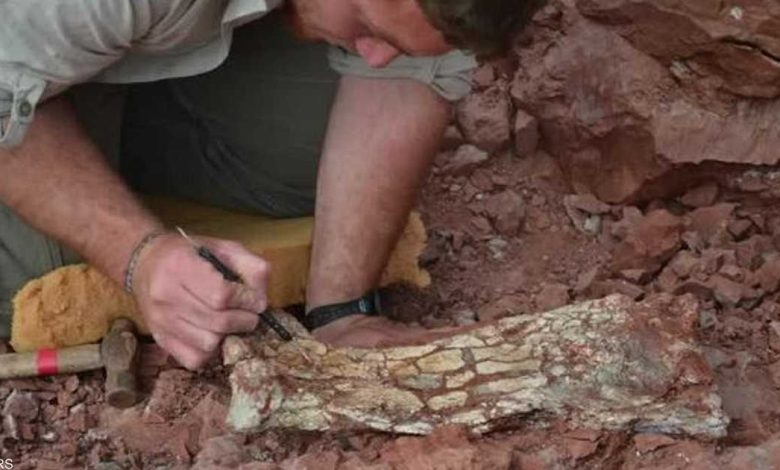 اكتشاف حفرية لـ”زواحف” سبقت الطيور بالتحليق 1270