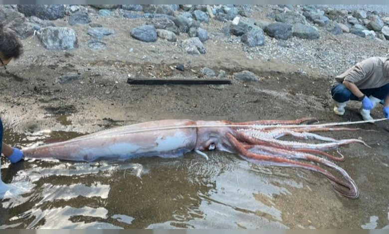 Living Giant Squid Makes a Rare Appearance on Japan’s Shores 154