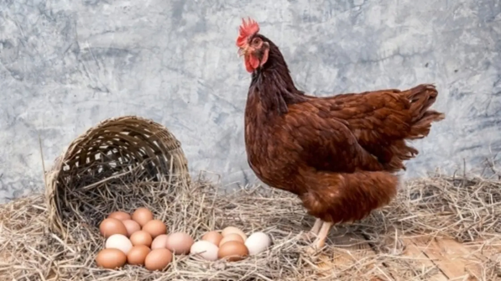 الدجاجة قبل أم البيضة؟ علماء يجيبون أخيراً عن السؤال المحير 1871