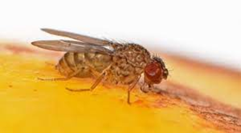 Des chercheurs développent un type de mouche qui se reproduit par parthénogenèse, sans avoir besoin de mâles 1929
