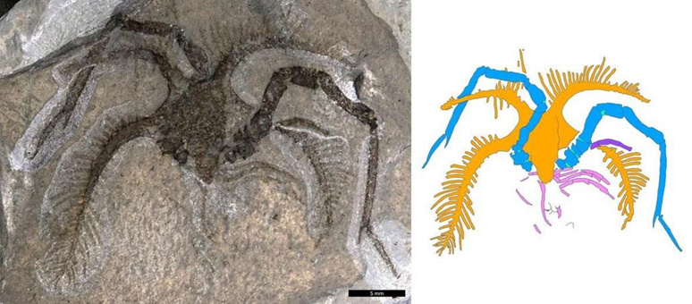عمره يقارب نصف مليار عام.. اكتشاف حيوان بحري أقدم من الديناصورات 1_bmp20