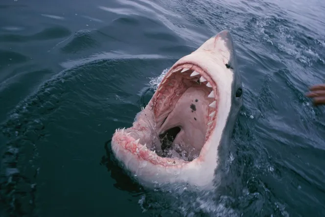 Le requin frangé, un poisson sorti tout droit de vos pires cauchemars 2118